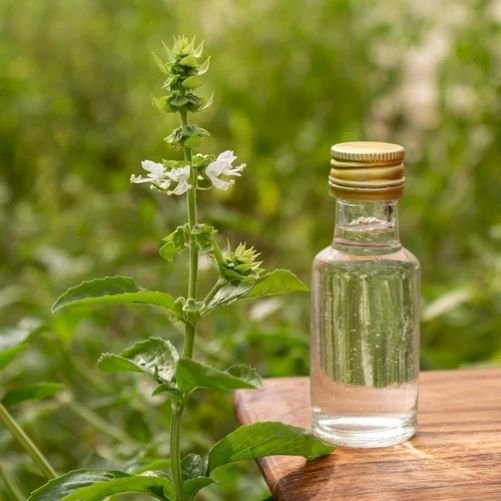 Tulsi (Holy Basil)